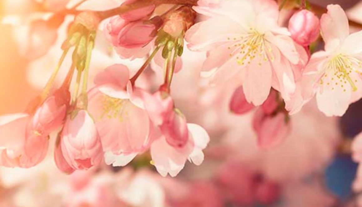 Imagen destacada-Artículo-Una flor que recuerda la belleza del efímero-Iyashi Zone